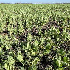 escrime_borso_2025_04-16_1500x1125_6