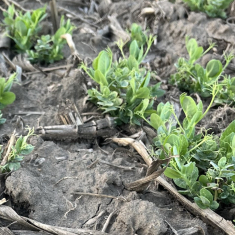 escrime_borso_2025_04_02-_1500x960_3