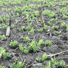 escrime_borso_2025_04_02__1500x927_1