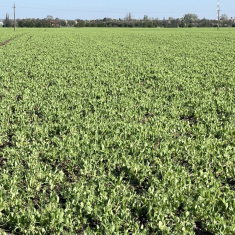 escrime_borso_2025_04_16_1500x1125_5