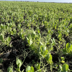 escrime_borso_2025_04_16__1500x1125_4