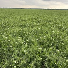 escrime_borso_2025_05-07_1500x1125_8