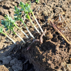 Feroe_borso_20250305_1