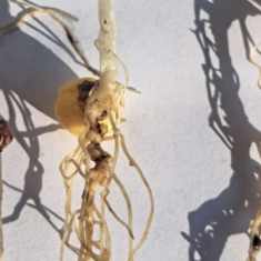 Feroe_borso_20250305_2