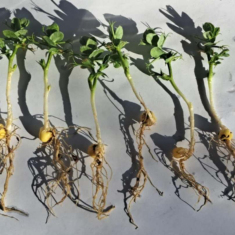 Feroe_borso_20250305_3