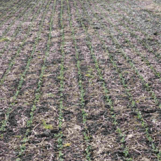 Feroe_borso_20250305_4