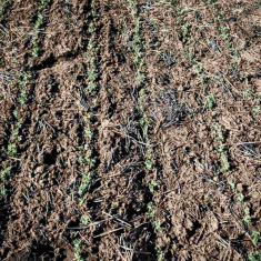 Feroe_borso_20250305_5