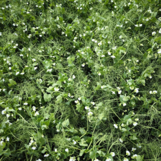 Feroe_borso_20250408_1