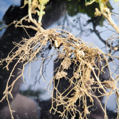 Feroe_borso_20250408_3