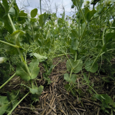 Feroe_borso_20250408_5