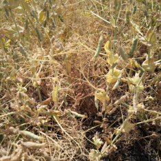 Feroe_borso_20250515_1