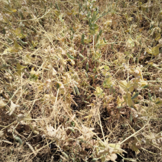 Feroe_borso_20250515_2