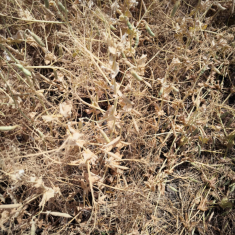 Feroe_borso_20250515_3