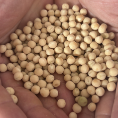 Feroe_borso_20250708_1