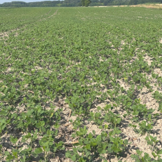 levente_szoja_mecser1