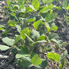 levente_szoja_mecser4