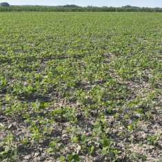 levente_szoja_mecser5