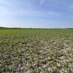 levente_szoja_mecser6