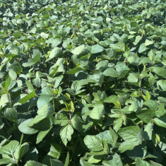 levente_szoja_mecser_20250715_1