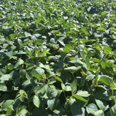 levente_szoja_mecser_20250715_2