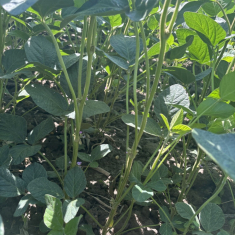 levente_szoja_mecser_20250715_3