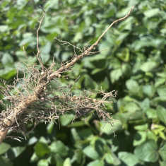 levente_szoja_mecser_20250715_4