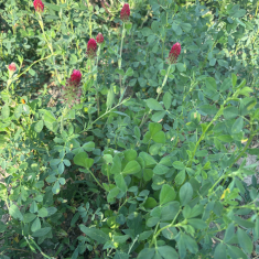 zoldugar_mecser_20250618_2