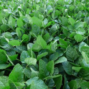 Szója Atacama [150 ezer mag/zsák]