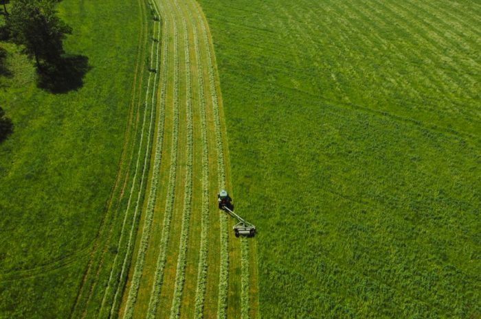 Szálas fehérjetakarmány-növény termesztés támogatása: kaszálási határidő – 2025