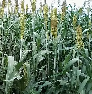 BMR cirok Buffalo Grain [300 000 mag/zsák]